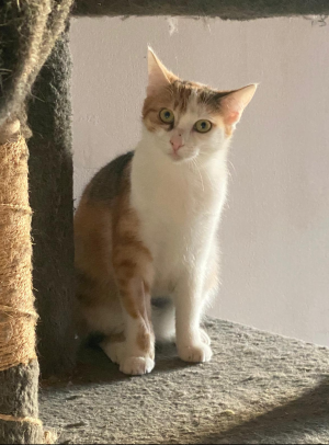 Clementine